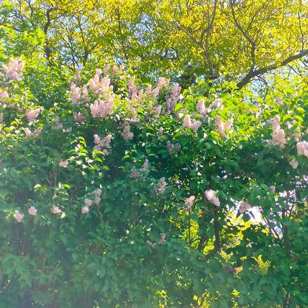 Apartment Mordarka *