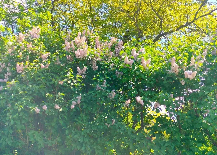 Lejlighed Mordarka *